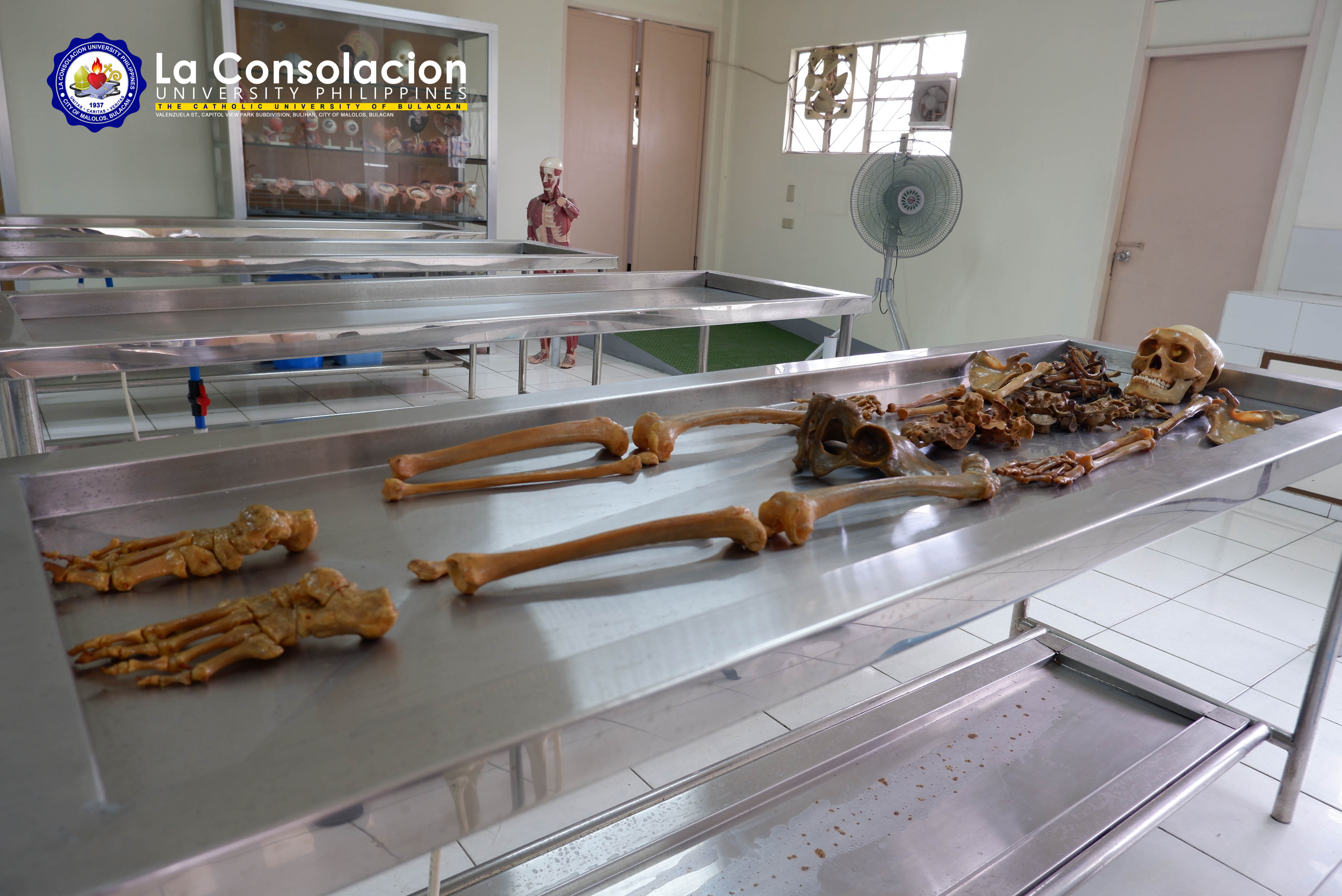 Human Anatomy Laboratory